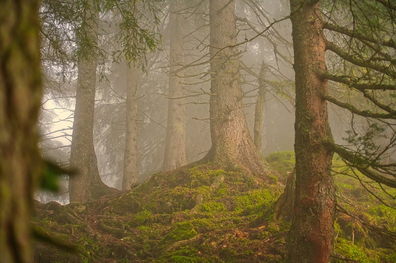 Forest Landscape